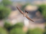 Alpengierzwaluw; Alpine Swift; Apus melba