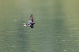 Boerenzwaluw - Barn Swallow