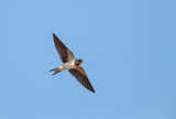 Boerenzwaluw; Barn Swallow; Hirundo rustica