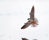 Boomvalk; Eurasian Hobby; Falco subbuteo