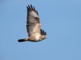 Buizerd; Common Buzzard; Buteo buteo
