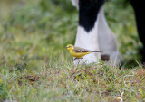 Engelse Kwikstaart; Yellow Wagtail; Motacilla flavissima