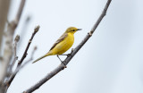 Engelse Kwikstaart; Yellow Wagtail; Motacilla flavissima