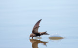 Gierzwaluw; Common Swift; Apus apus