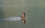Gierzwaluw; Common Swift; Apus apus