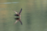 Gierzwaluw; Common Swift; Apus apus