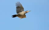Groene Specht; European Green Woodpecker; Picus viridis