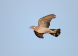 Houtduif; Common Wood Pigeon; Columba palumbus