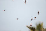 Hybride Kaffergierzwaluw x Huisgierzwaluw; Apus caffer x Apus affinis; Hybrid White-rumped Swift x Little Swift