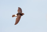 Huisgierzwaluw; Little Swift; Apus affinis