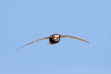 Huisgierzwaluw; Little Swift; Apus affinis