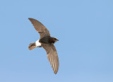 Huisgierzwaluw; Little Swift; Apus affinis