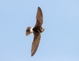 Huisgierzwaluw; Little Swift; Apus affinis