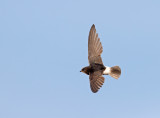 Huisgierzwaluw; Little Swift; Apus affinis