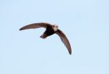 Huisgierzwaluw; Little Swift; Apus affinis