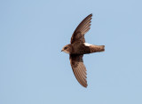 Huisgierzwaluw; Little Swift; Apus affinis