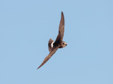 Huisgierzwaluw; Little Swift; Apus affinis