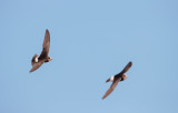 Huisgierzwaluw; Little Swift; Apus affinis