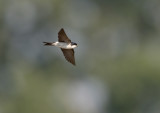 Huiszwaluw; Common House Martin; Delichon urbica