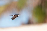 Huiszwaluw; Common House Martin; Delichon urbica