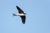 Huiszwaluw; Common House Martin; Delichon urbica