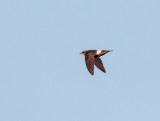 Hybride Kaffergierzwaluw x Huisgierzwaluw; Apus caffer x Apus affinis; Hybrid White-rumped Swift x Little Swift