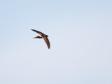 Kaffergierzwaluw; White-rumped Swift; Apus caffer