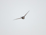 Kaffergierzwaluw; White-rumped Swift; Apus caffer