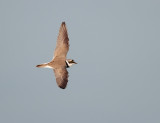 Kleine Plevier; Little Ringed Plover; Charadrius dubius