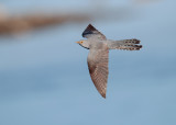 Koekoek; Common Cuckoo; Cuculus canorus