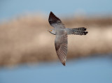 Koekoek; Common Cuckoo; Cuculus canorus