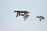 Kuifeend; Tufted Duck; Aythya fuligula