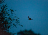 Nachtzwaluw; European Nightjar; Caprimulgus europaeus