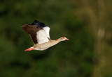 Nijlgans - Egyptian Goose