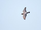 Rotsduif; Rock Dove; Columba livia