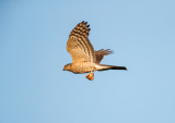 Sperwer; Eurasian Sparrowhawk; Accipiter nisus