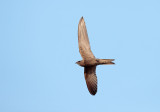 Vale Gierzwaluw; Pallid Swift; Apus pallidus