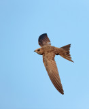 Vale Gierzwaluw; Pallid Swift; Apus pallidus