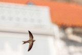 Vale Gierzwaluw; Pallid Swift; Apus pallidus