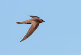 Vale Gierzwaluw; Pallid Swift; Apus pallidus