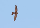 Vale Gierzwaluw; Pallid Swift; Apus pallidus