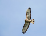 Wespendief; European Honey-buzzard; Pernis apivorus