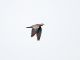 Zomertortel; Tortelduif; European Turtle Dove; Streptopelia turtur
