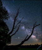 Dead tree intersects the milkway.