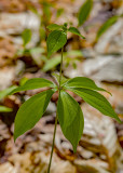 Indian Cucumber