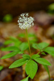 Dwarf Ginseng