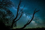 Milkyway and maple silhouette