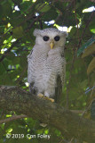 Owl, Barred Eagle (juv) @ Ubin