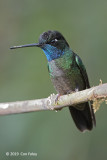 Hummingbird, Talamanca (male)