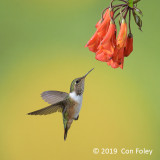 Hummingbird, Volcano (fem) @ Paraso Quetzal Lodge